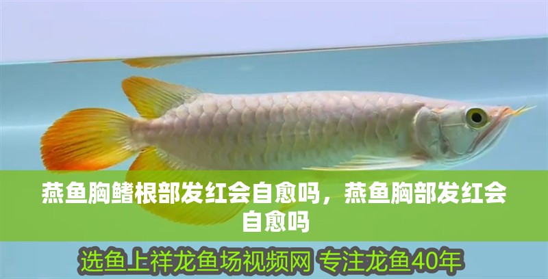 燕魚胸鰭根部發紅會自愈嗎，燕魚胸部發紅會自愈嗎 燕魚胸鰭根部發紅會自愈嗎，燕魚胸部發紅會自愈嗎 龍魚百科
