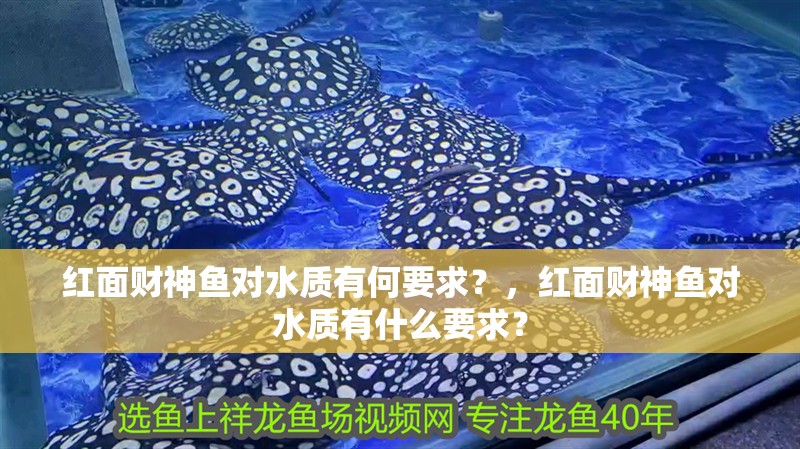 紅面財神魚對水質有何要求？，紅面財神魚對水質有什么要求？