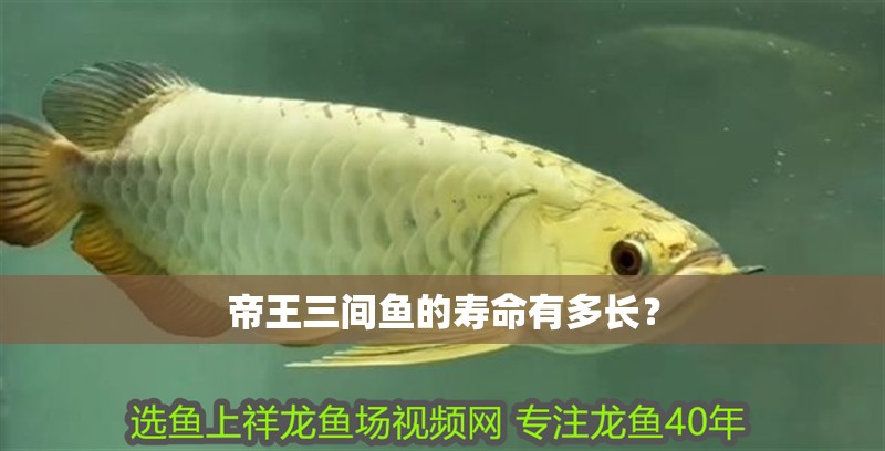 帝王三間魚的壽命有多長？ 帝王三間魚的壽命有多長？ 龍魚百科