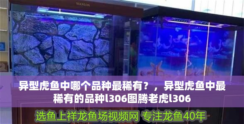 異型虎魚中哪個品種最稀有？，異型虎魚中最稀有的品種l306圖騰老虎l306 異型虎魚中哪個品種最稀有？，異型虎魚中最稀有的品種l306圖騰老虎l306 龍魚百科