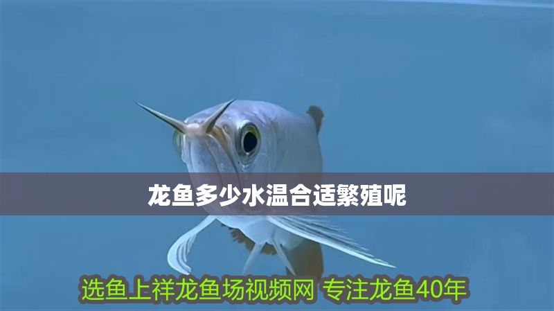 龍魚多少水溫合適繁殖呢