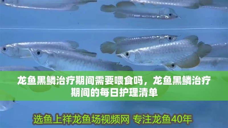 龍魚黑鱗治療期間需要喂食嗎，龍魚黑鱗治療期間的每日護理清單