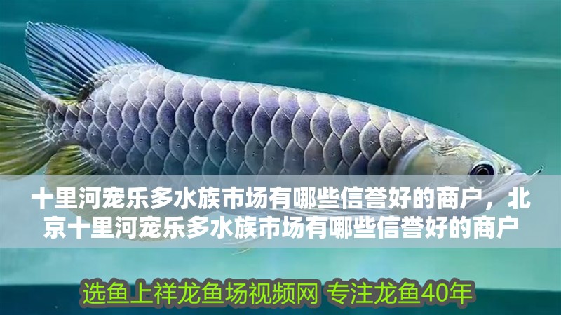 十里河寵樂多水族市場有哪些信譽好的商戶，北京十里河寵樂多水族市場有哪些信譽好的商戶？
