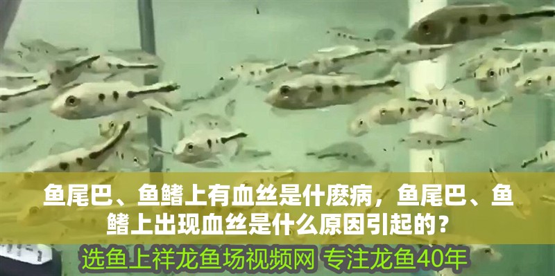 魚尾巴、魚鰭上有血絲是什麼病，魚尾巴、魚鰭上出現血絲是什么原因引起的？