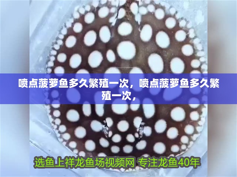 噴點菠蘿魚多久繁殖一次，噴點菠蘿魚多久繁殖一次，