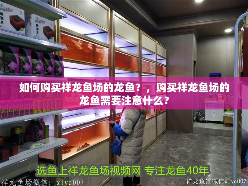 如何購買祥龍魚場的龍魚？，購買祥龍魚場的龍魚需要注意什么？