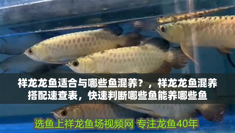 祥龍龍魚適合與哪些魚混養？，祥龍龍魚混養搭配速查表，快速判斷哪些魚能養哪些魚