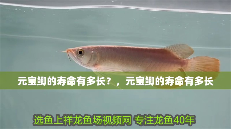 元寶鯽的壽命有多長？，元寶鯽的壽命有多長