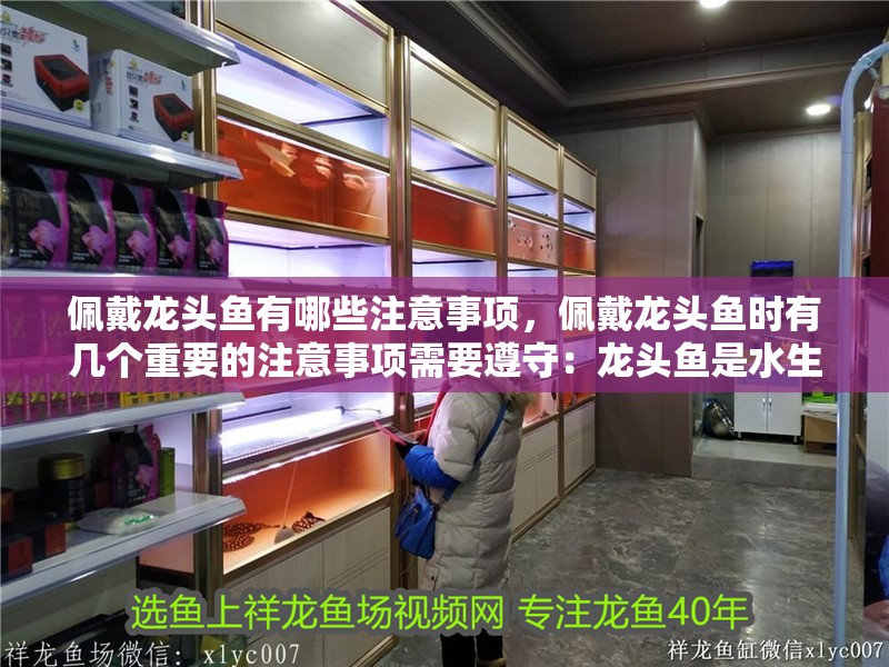 佩戴龍頭魚有哪些注意事項，佩戴龍頭魚時有幾個重要的注意事項需要遵守：龍頭魚是水生動物 佩戴龍頭魚有哪些注意事項，佩戴龍頭魚時有幾個重要的注意事項需要遵守：龍頭魚是水生動物 龍魚百科