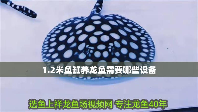 1.2米魚缸養龍魚需要哪些設備 1.2米魚缸養龍魚需要哪些設備 龍魚百科