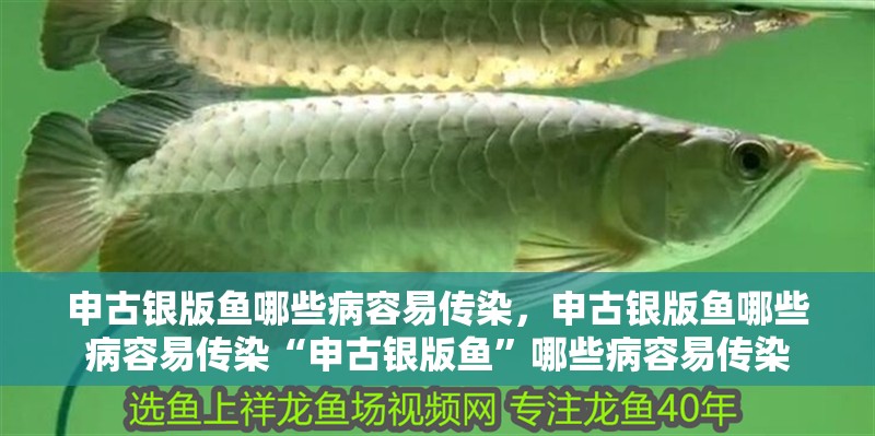 申古銀版魚哪些病容易傳染，申古銀版魚哪些病容易傳染“申古銀版魚”哪些病容易傳染
