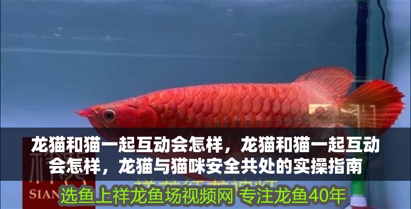 龍貓和貓一起互動會怎樣，龍貓和貓一起互動會怎樣，龍貓與貓咪安全共處的實操指南