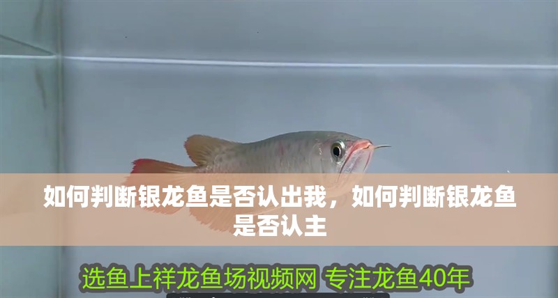 如何判斷銀龍魚是否認出我，如何判斷銀龍魚是否認主 如何判斷銀龍魚是否認出我，如何判斷銀龍魚是否認主 龍魚百科