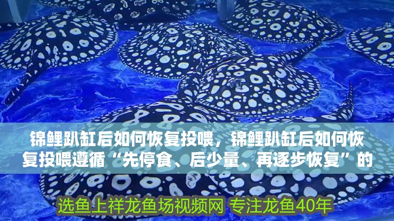 錦鯉趴缸后如何恢復投喂，錦鯉趴缸后如何恢復投喂遵循“先停食、后少量、再逐步恢復”的科學原則