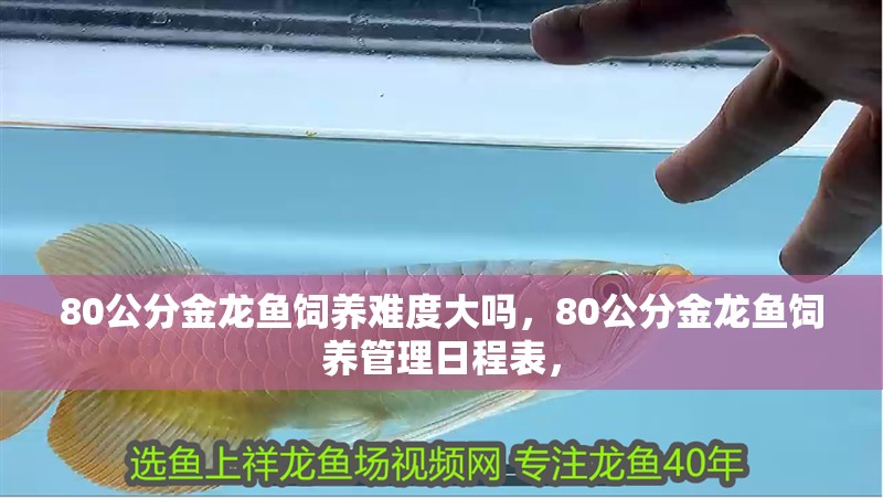 80公分金龍魚飼養(yǎng)難度大嗎，80公分金龍魚飼養(yǎng)管理日程表，