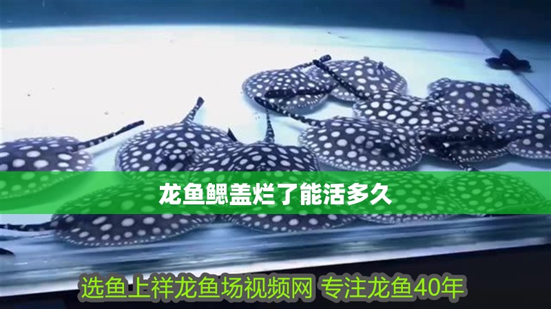 給大魚缸換水的作文:體驗給大魚缸換水的樂趣:體驗給大魚缸換水:給大魚缸換水的作文 龍魚鰓蓋爛了能活多久 龍魚百科 龍魚鰓蓋爛了能活多久 龍魚鰓蓋爛了能活多久 龍魚百科