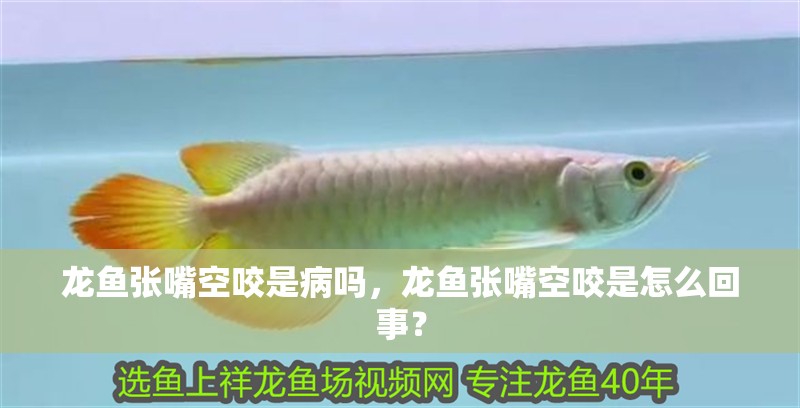 龍魚干蝦有營養嗎 龍魚張嘴空咬是病嗎,龍魚張嘴空咬是怎么回事? 龍魚百科 龍魚張嘴空咬是病嗎,龍魚張嘴空咬是怎么回事? 龍魚張嘴空咬是病嗎,龍魚張嘴空咬是怎么回事? 龍魚百科