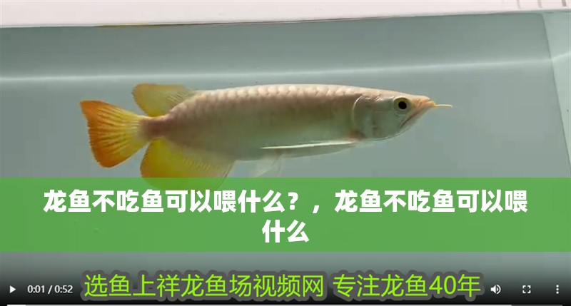 龍魚不吃魚可以喂什么？，龍魚不吃魚可以喂什么 龍魚不吃魚可以喂什么？，龍魚不吃魚可以喂什么 龍魚百科