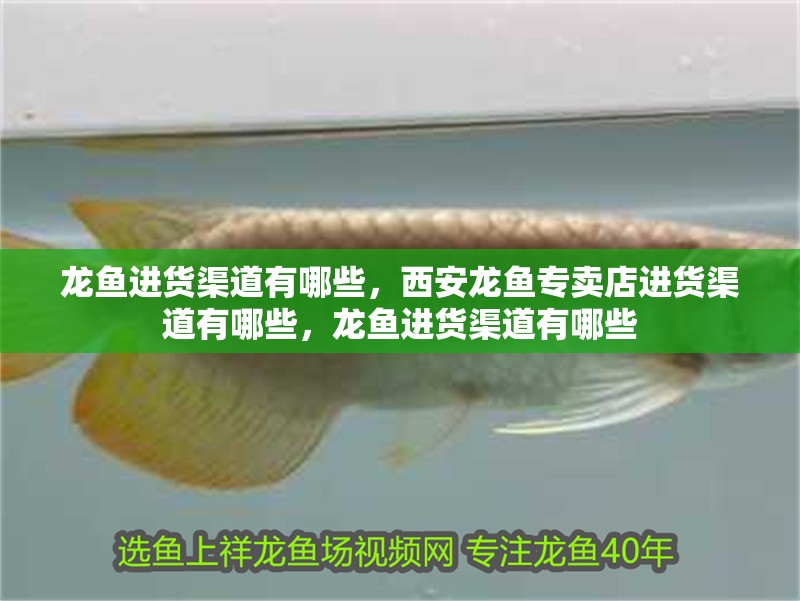 龍魚進貨渠道有哪些，西安龍魚專賣店進貨渠道有哪些，龍魚進貨渠道有哪些 龍魚進貨渠道有哪些，西安龍魚專賣店進貨渠道有哪些，龍魚進貨渠道有哪些 龍魚百科