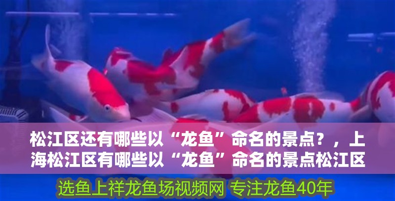 松江區還有哪些以“龍魚”命名的景點？，上海松江區有哪些以“龍魚”命名的景點松江區有哪些