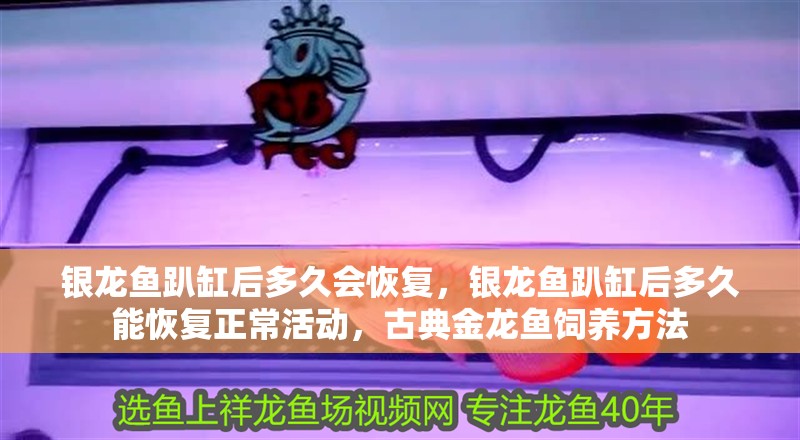 銀龍魚趴缸后多久會(huì)恢復(fù)，銀龍魚趴缸后多久能恢復(fù)正常活動(dòng)，古典金龍魚飼養(yǎng)方法 銀龍魚趴缸后多久會(huì)恢復(fù)，銀龍魚趴缸后多久能恢復(fù)正常活動(dòng)，古典金龍魚飼養(yǎng)方法 龍魚百科