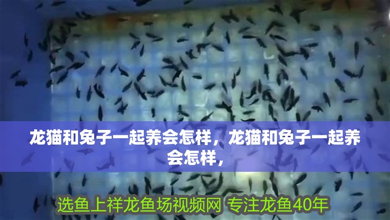 龍貓和兔子一起養會怎樣，龍貓和兔子一起養會怎樣， 龍貓和兔子一起養會怎樣，龍貓和兔子一起養會怎樣， 龍魚百科