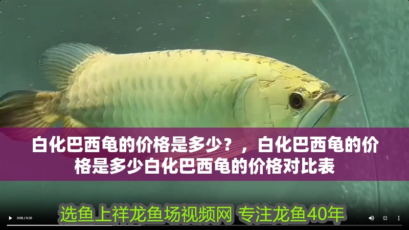 白化巴西龜?shù)膬r(jià)格是多少？，白化巴西龜?shù)膬r(jià)格是多少白化巴西龜?shù)膬r(jià)格對(duì)比表 白化巴西龜?shù)膬r(jià)格是多少？，白化巴西龜?shù)膬r(jià)格是多少白化巴西龜?shù)膬r(jià)格對(duì)比表 龍魚(yú)百科