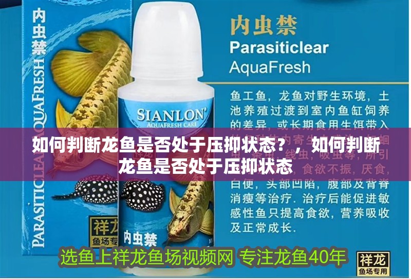 如何判斷龍魚是否處于壓抑狀態(tài)？，如何判斷龍魚是否處于壓抑狀態(tài)