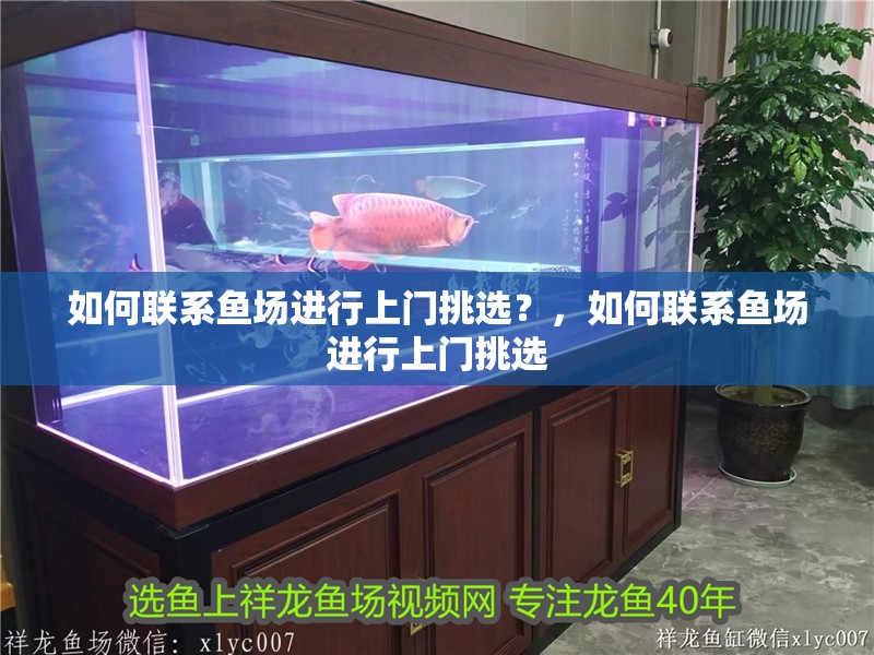 如何聯系魚場進行上門挑選？，如何聯系魚場進行上門挑選 如何聯系魚場進行上門挑選？，如何聯系魚場進行上門挑選 龍魚百科