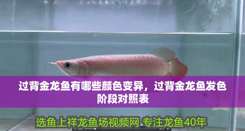 過(guò)背金龍魚有哪些顏色變異，過(guò)背金龍魚發(fā)色階段對(duì)照表