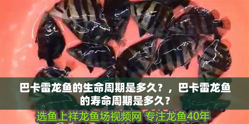 巴卡雷龍魚的生命周期是多久？，巴卡雷龍魚的壽命周期是多久？ 巴卡雷龍魚的生命周期是多久？，巴卡雷龍魚的壽命周期是多久？ 龍魚百科