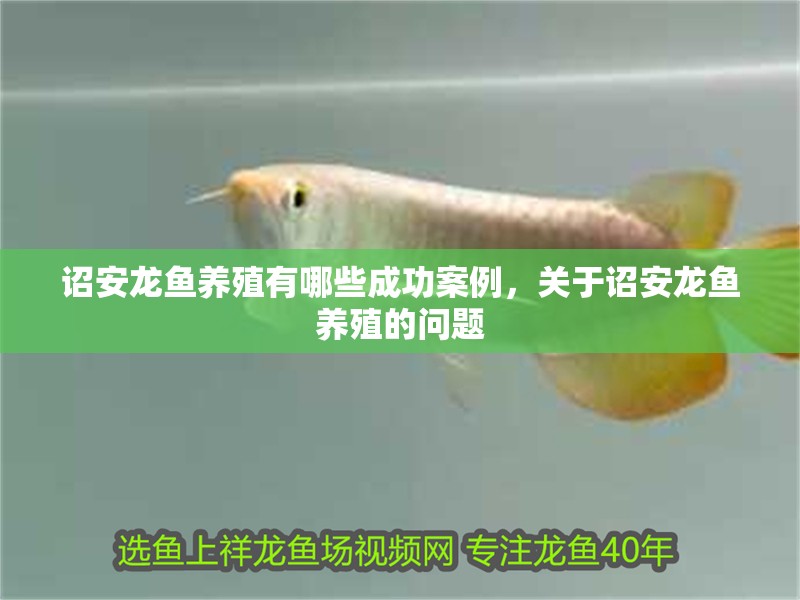 詔安龍魚養殖有哪些成功案例，關于詔安龍魚養殖的問題 詔安龍魚養殖有哪些成功案例，關于詔安龍魚養殖的問題 龍魚百科