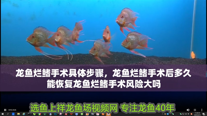 龍魚爛鰭手術具體步驟，龍魚爛鰭手術后多久能恢復龍魚爛鰭手術風險大嗎 龍魚爛鰭手術具體步驟，龍魚爛鰭手術后多久能恢復龍魚爛鰭手術風險大嗎 龍魚百科