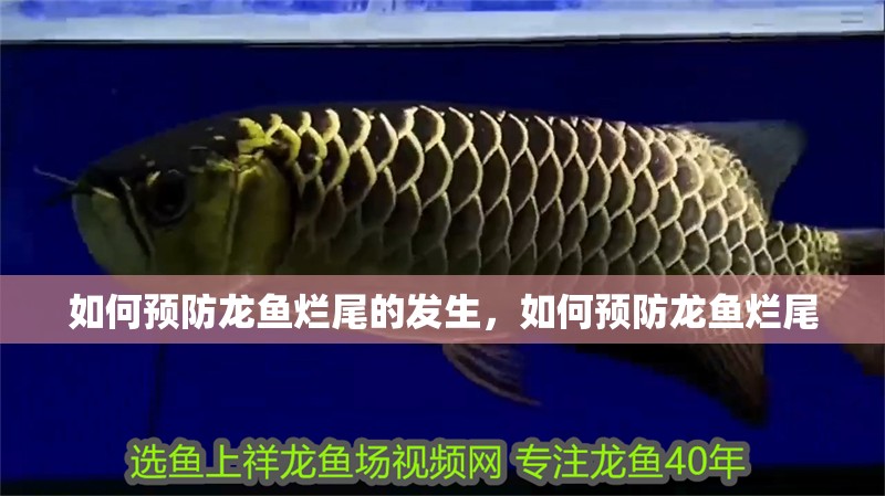 如何預防龍魚爛尾的發生，如何預防龍魚爛尾