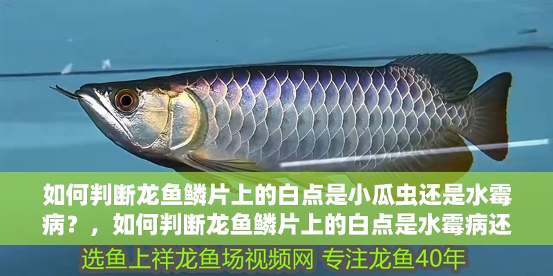 如何判斷龍魚鱗片上的白點是小瓜蟲還是水霉病？，如何判斷龍魚鱗片上的白點是水霉病還是水霉病 如何判斷龍魚鱗片上的白點是小瓜蟲還是水霉病？，如何判斷龍魚鱗片上的白點是水霉病還是水霉病 龍魚百科