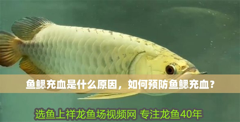 魚鰓充血是什么原因，如何預防魚鰓充血？