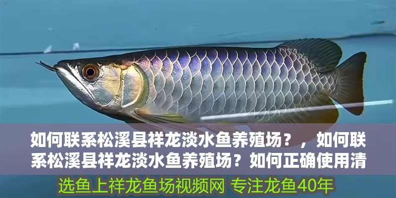 如何聯(lián)系松溪縣祥龍淡水魚養(yǎng)殖場？，如何聯(lián)系松溪縣祥龍淡水魚養(yǎng)殖場？如何正確使用清菌靈？ 如何聯(lián)系松溪縣祥龍淡水魚養(yǎng)殖場？，如何聯(lián)系松溪縣祥龍淡水魚養(yǎng)殖場？如何正確使用清菌靈？ 龍魚百科