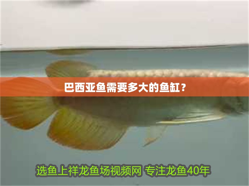龍魚干蝦有營養嗎 巴西亞魚需要多大的魚缸? 龍魚百科 巴西亞魚需要多大的魚缸? 巴西亞魚需要多大的魚缸? 龍魚百科