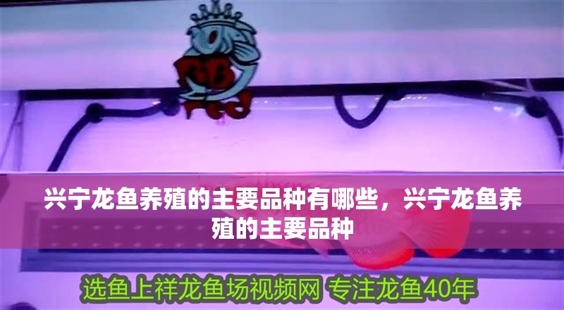 興寧龍魚養(yǎng)殖的主要品種有哪些，興寧龍魚養(yǎng)殖的主要品種 興寧龍魚養(yǎng)殖的主要品種有哪些，興寧龍魚養(yǎng)殖的主要品種 龍魚百科