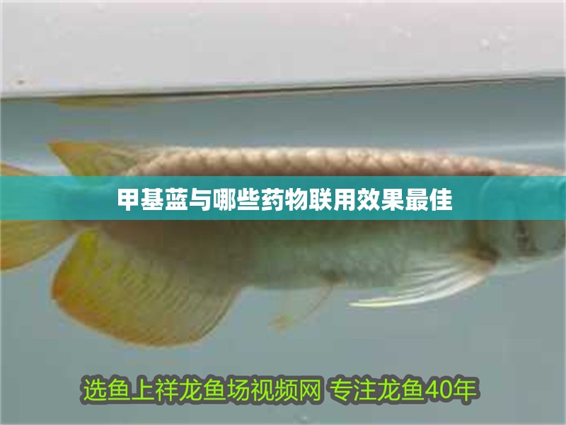 甲基藍與哪些藥物聯用效果最佳