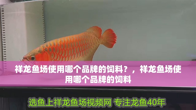 魚缸過濾器選購指南:自制魚缸過濾器魚缸上置過濾器對于養魚愛好者的必備知識 祥龍魚場使用哪個品牌的飼料?,祥龍魚場使用哪個品牌的飼料 龍魚百科 祥龍魚場使用哪個品牌的飼料?,祥龍魚場使用哪個品牌的飼料 祥龍魚場使用哪個品牌的飼料?,祥龍魚場使用哪個品牌的飼料 龍魚百科