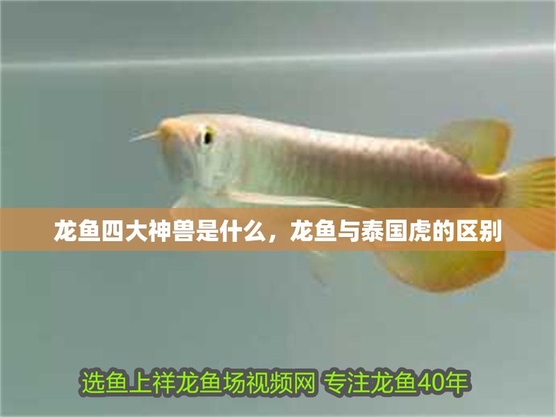 龍魚四大神獸是什么，龍魚與泰國虎的區(qū)別