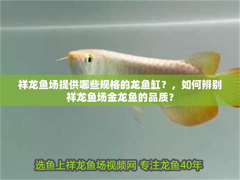 祥龍魚(yú)場(chǎng)提供哪些規(guī)格的龍魚(yú)缸？，如何辨別祥龍魚(yú)場(chǎng)金龍魚(yú)的品質(zhì)？