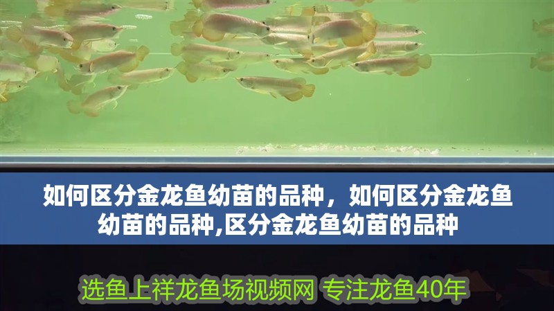 如何區分金龍魚幼苗的品種，如何區分金龍魚幼苗的品種,區分金龍魚幼苗的品種