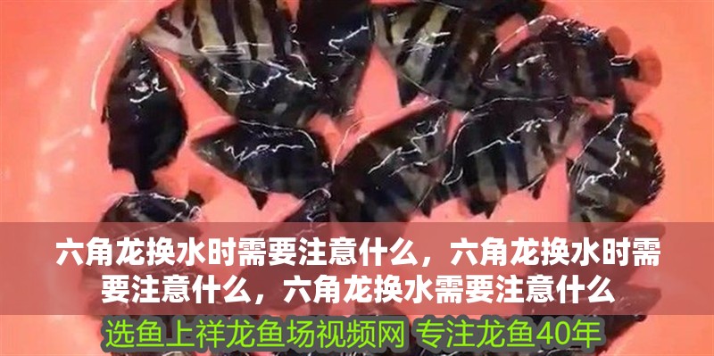 六角龍換水時(shí)需要注意什么，六角龍換水時(shí)需要注意什么，六角龍換水需要注意什么