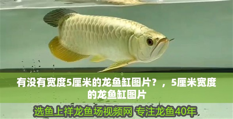 有沒有寬度5厘米的龍魚缸圖片？，5厘米寬度的龍魚缸圖片 有沒有寬度5厘米的龍魚缸圖片？，5厘米寬度的龍魚缸圖片 龍魚百科