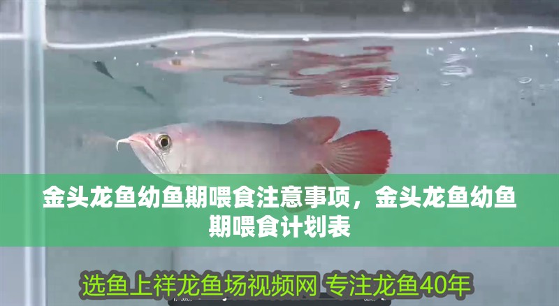 金頭龍魚幼魚期喂食注意事項(xiàng)，金頭龍魚幼魚期喂食計(jì)劃表