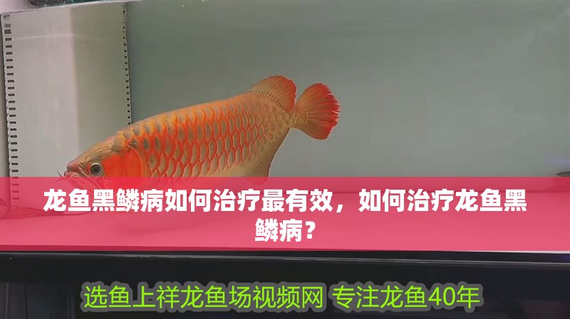 龍魚黑鱗病如何治療最有效，如何治療龍魚黑鱗病？