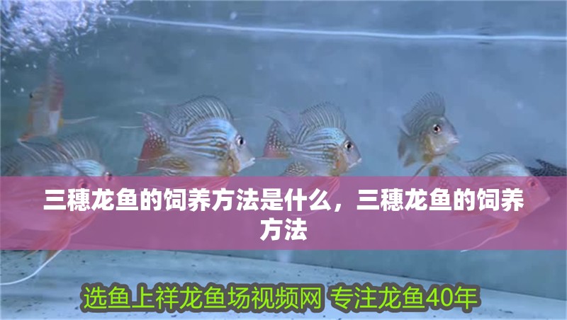 三穗龍魚的飼養方法是什么，三穗龍魚的飼養方法