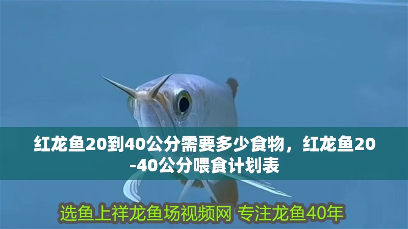 紅龍魚20到40公分需要多少食物，紅龍魚20-40公分喂食計(jì)劃表